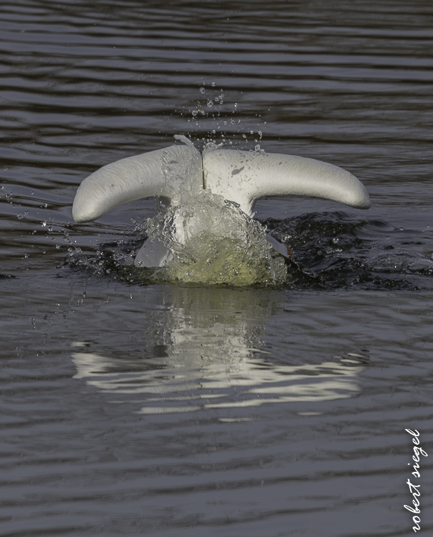 emily renzel wetlands 2026